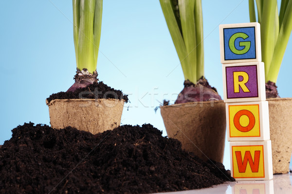 Gardening concept Stock photo © BrunoWeltmann