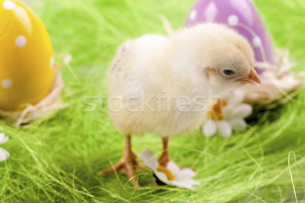 Foto stock: Pascua · pollo · vacaciones · hierba · naturaleza · huevo