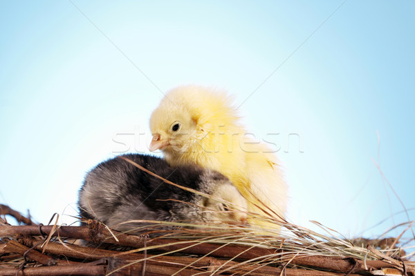 Easter animals Stock photo © BrunoWeltmann