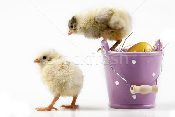 Foto stock: Páscoa · frango · férias · grama · natureza · ovo