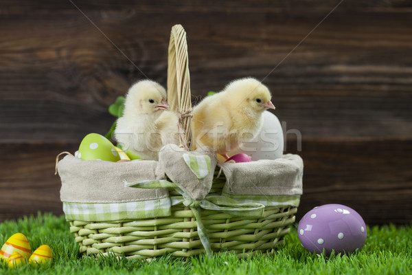 Easter bucket with eggs, young easter chickens around Stock photo © BrunoWeltmann