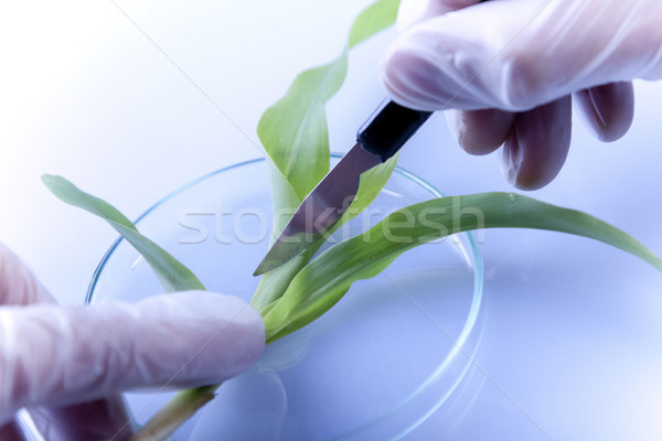 Foto stock: Plantas · laboratório · genético · ciência · médico · natureza