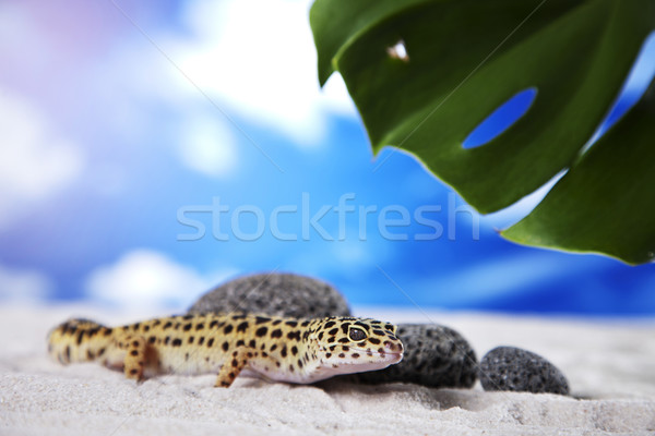 Gecko Porträt Leoparden Sonne Sand Tier Stock foto © BrunoWeltmann