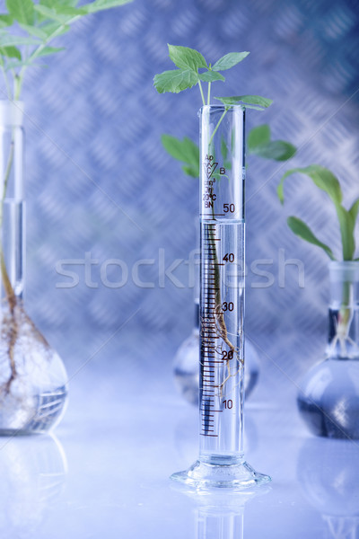 Foto stock: Plantas · laboratório · genético · ciência · natureza · folha