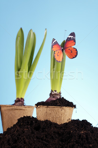 Jardinage herbe jardin outil semences pot [[stock_photo]] © BrunoWeltmann