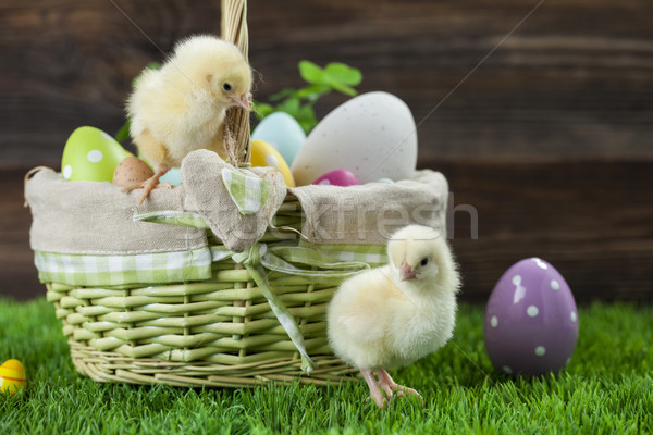 Easter bucket with eggs, young easter chickens around Stock photo © BrunoWeltmann