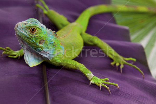Green Lizard Stock photo © BrunoWeltmann