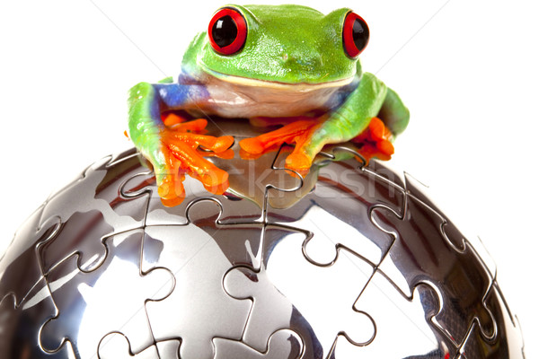 green red-eyed frog Stock photo © BrunoWeltmann