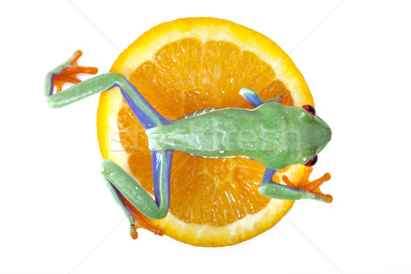 green red-eyed frog Stock photo © BrunoWeltmann