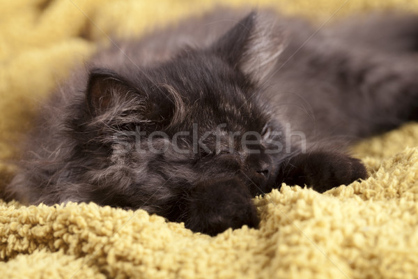 Young Longhair cat Stock photo © BrunoWeltmann