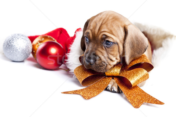 Stok fotoğraf: Genç · köpekler · Noel · dekorasyon · yüz · grup