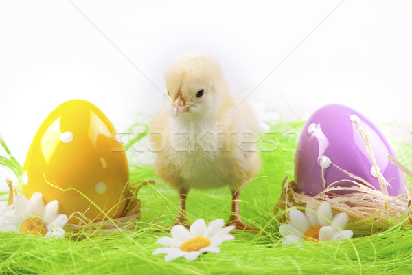 Foto d'archivio: Pasqua · pollo · vacanze · erba · natura · tavola