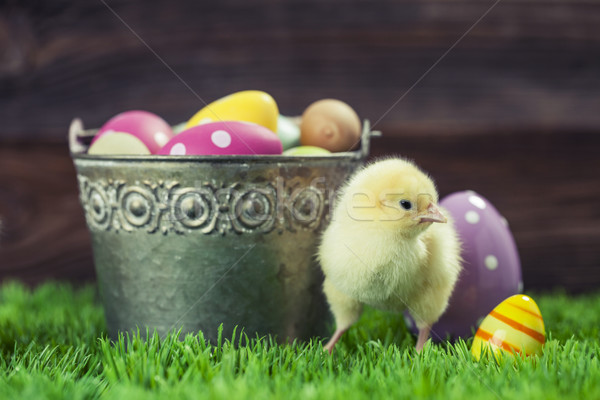 Bucket full of easter eggs and chicken Stock photo © BrunoWeltmann