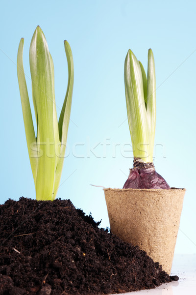 Gardening concept Stock photo © BrunoWeltmann