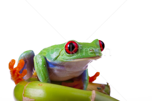 green red-eyed frog Stock photo © BrunoWeltmann