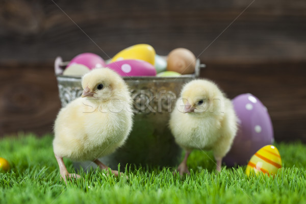 Bucket full of easter eggs and chicken Stock photo © BrunoWeltmann