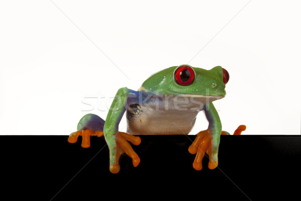 green red-eyed frog Stock photo © BrunoWeltmann