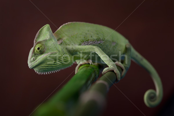 Grünen Chamäleon Natur Schönheit Leben jungen Stock foto © BrunoWeltmann