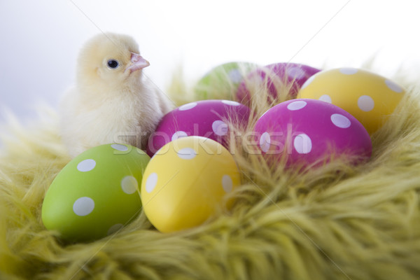 Young chicken and easter eggs on soft background Stock photo © BrunoWeltmann