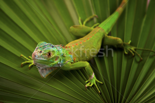 Stock photo: Green Lizard