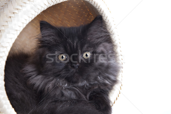 Young Longhair cat Stock photo © BrunoWeltmann