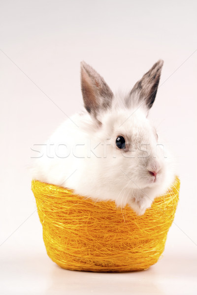 Easter Animals, holiday concept Stock photo © BrunoWeltmann