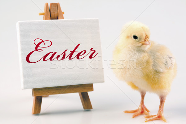 Ostern Huhn Urlaub Gras Natur Ei Stock foto © BrunoWeltmann