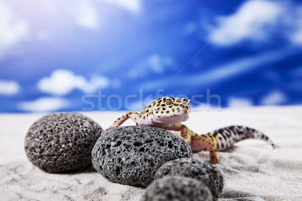 Geco ritratto Leopard sole sabbia animale Foto d'archivio © BrunoWeltmann