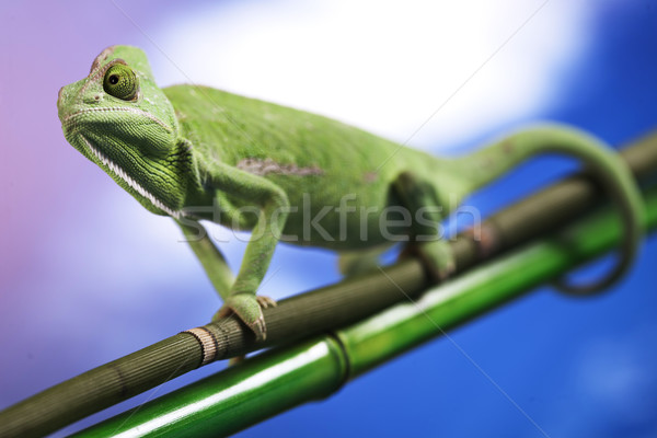 Green chameleon Stock photo © BrunoWeltmann