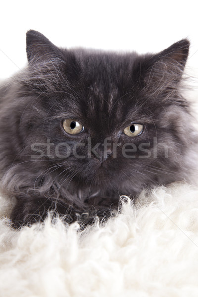 Young Longhair cat Stock photo © BrunoWeltmann