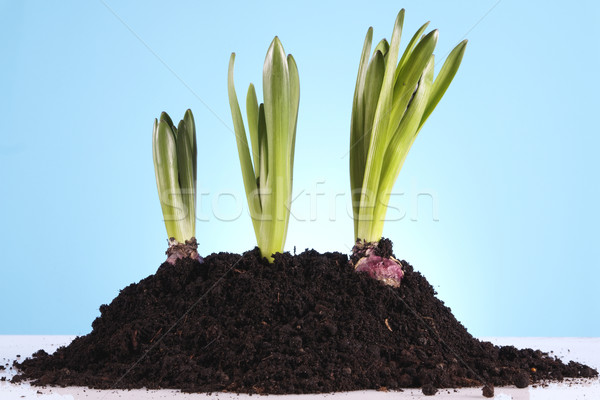 Gardening concept Stock photo © BrunoWeltmann