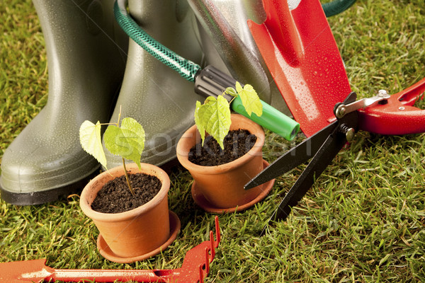 Gardening concept Stock photo © BrunoWeltmann