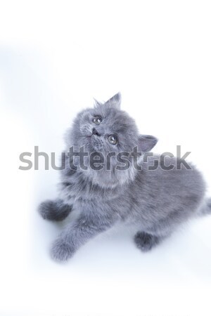 Mały szary kotek gry odizolowany biały Zdjęcia stock © BrunoWeltmann