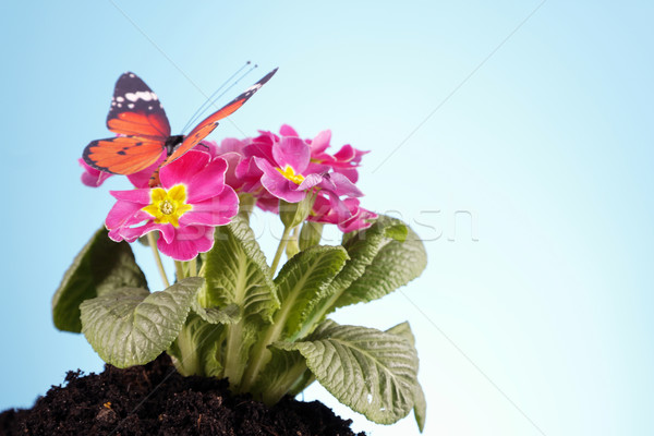 Gardening concept Stock photo © BrunoWeltmann