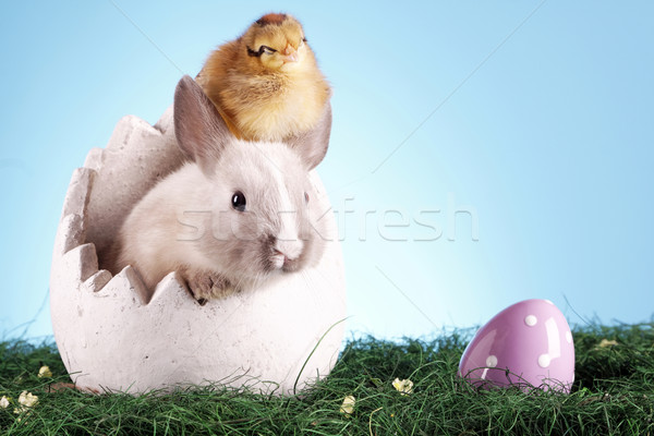 easter animals Stock photo © BrunoWeltmann