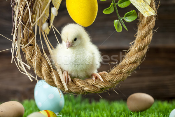 Easter chicken, eggs and decorations Stock photo © BrunoWeltmann