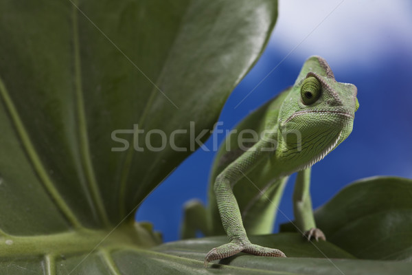 Foto stock: Verde · camaleão · colorido · foto · árvore