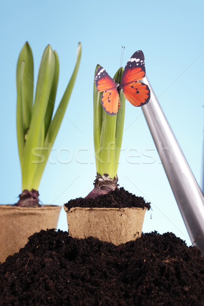 Gardening concept Stock photo © BrunoWeltmann