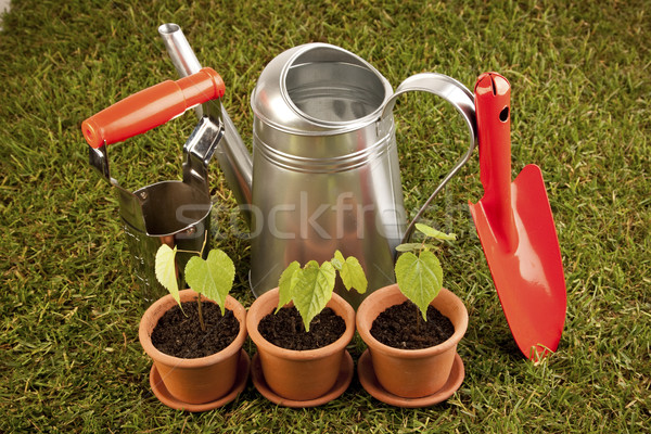 Gardening concept Stock photo © BrunoWeltmann