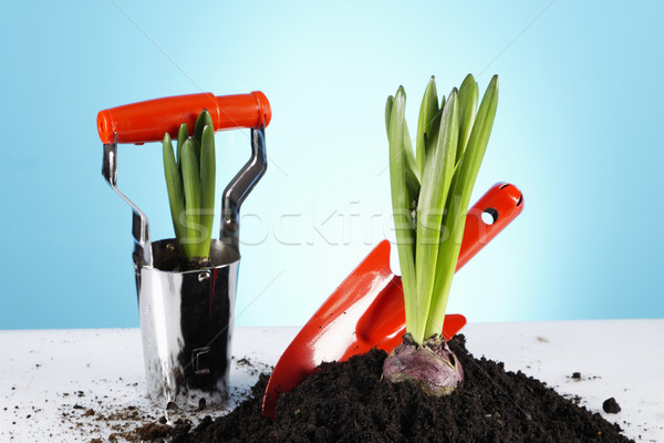 Gardening concept Stock photo © BrunoWeltmann