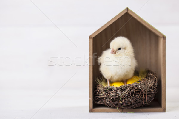 Young easter chicken in home, easter concept Stock photo © BrunoWeltmann