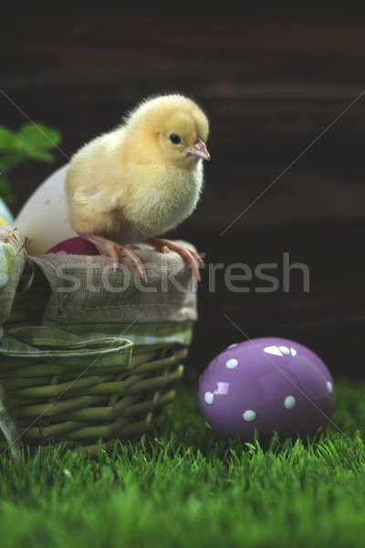 Easter basket ane chicken Stock photo © BrunoWeltmann