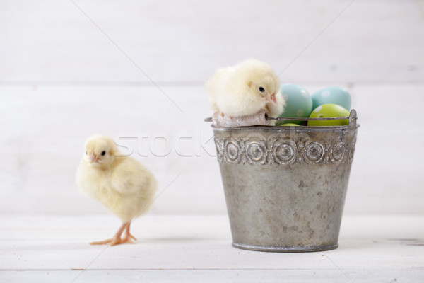 Easter bucket with eggs and chickens on it Stock photo © BrunoWeltmann