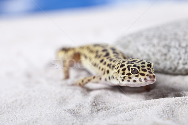 Gecko Porträt Leoparden Sonne Sand Tier Stock foto © BrunoWeltmann