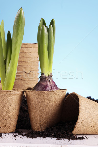 Stock photo: Gardening concept