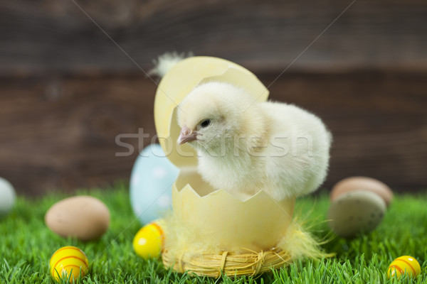 Easter chicken, eggs and decorations Stock photo © BrunoWeltmann