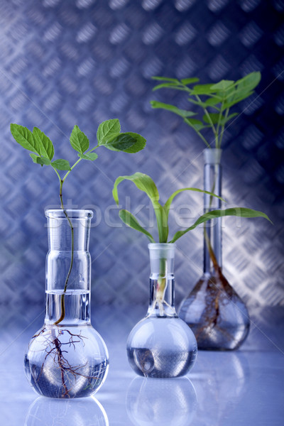 Plantas laboratorio genético ciencia médicos naturaleza Foto stock © BrunoWeltmann