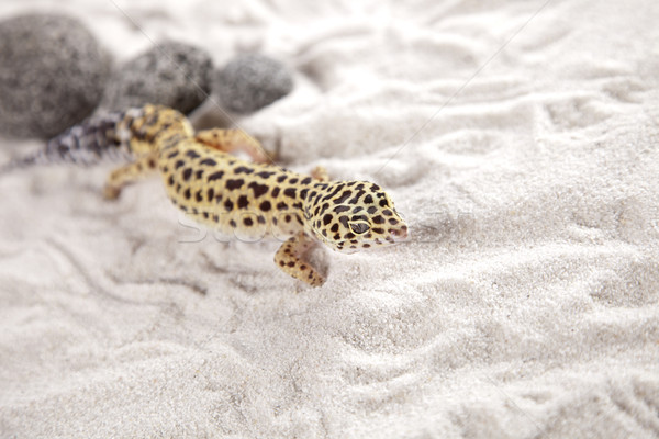 Geco retrato leopardo sol arena animales Foto stock © BrunoWeltmann