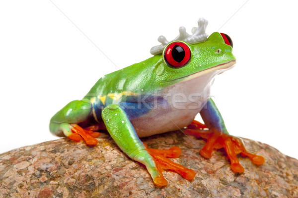 green red-eyed frog Stock photo © BrunoWeltmann