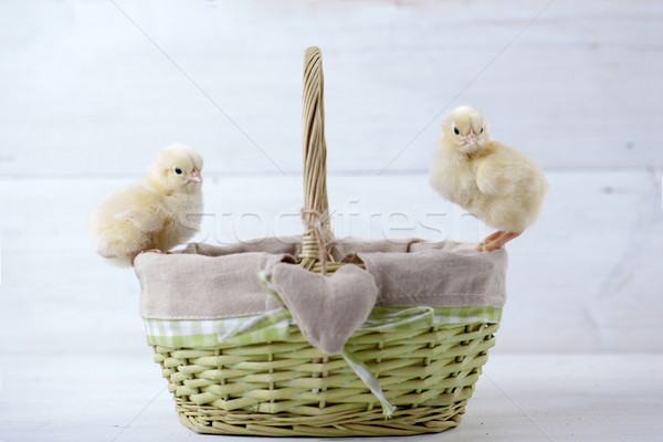 Wielkanoc kurczaka jaj dekoracji biały vintage Zdjęcia stock © BrunoWeltmann